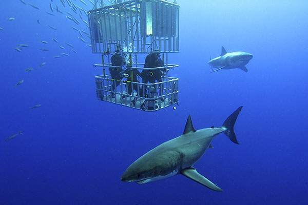Cage-diving-south-australia.jpg
