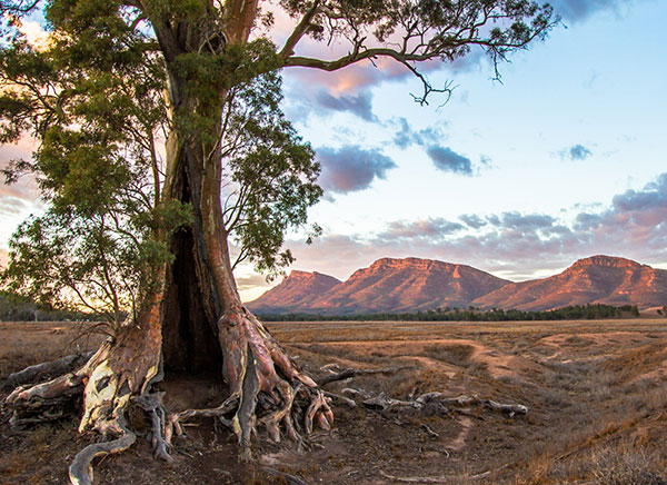 Cazneaux_Tree_Flinders_Ranges_-_South_Australia.jpg
