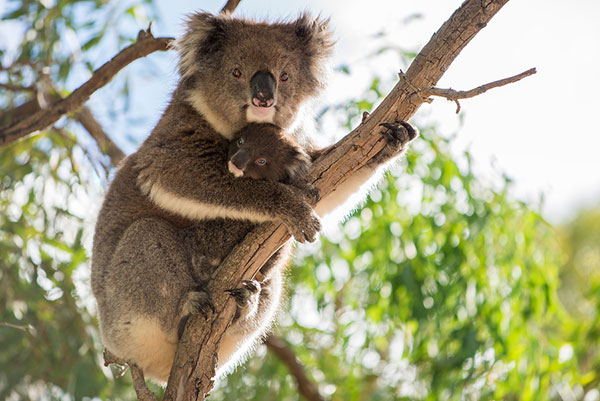 Koala-Cleland-Wildlife-Park.jpg