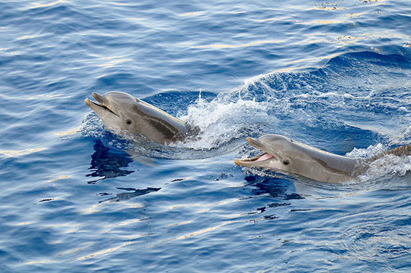 Port-River-Dolphins.jpg